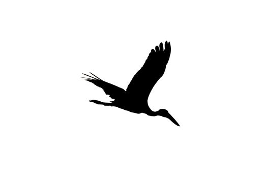 Asian open bill stork flying high silhouette image