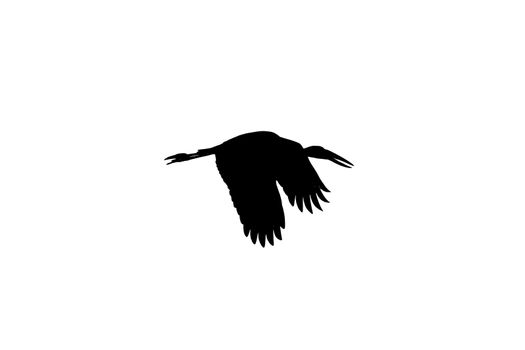 Asian open bill stork flying high silhouette image