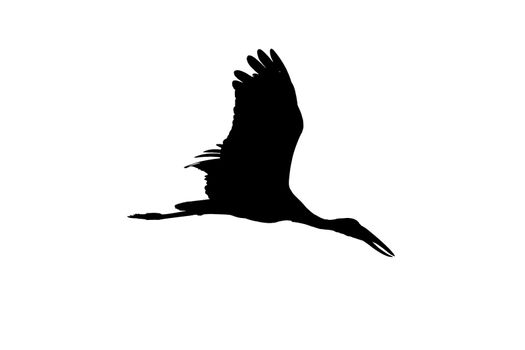 Asian open bill stork flying high silhouette image