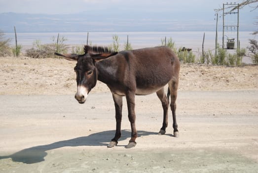 donkey near langano lake in ethiopia
