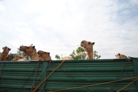 camels on truck