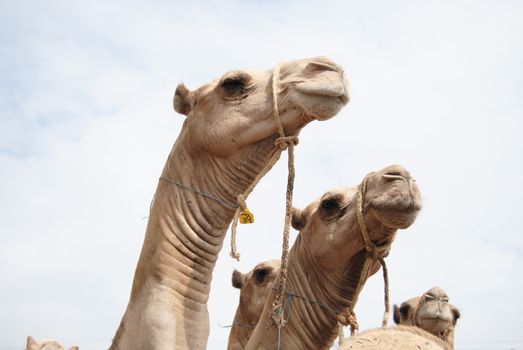closeup of some camels