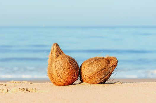 Two coconuts on the sand at the sea