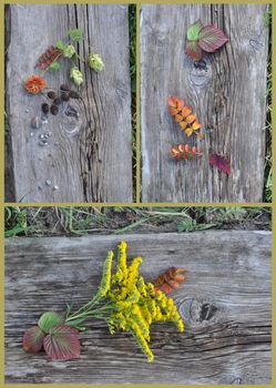 Plants on an old wooden board, natural background, set