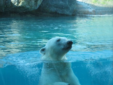 polar bear in St Felicien's zoo, quebec