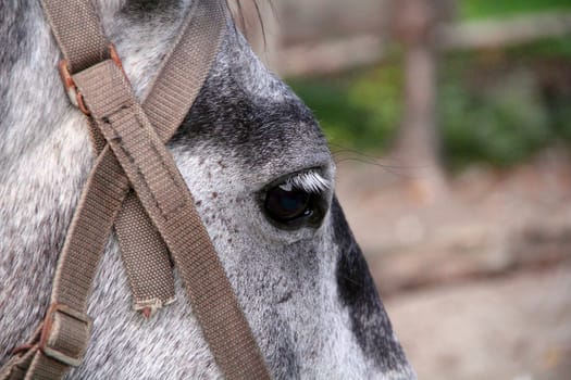 Picture with horse head and sad eye