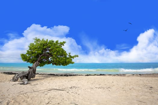 Divi tree on Eagle beach, Aruba , Caribbean