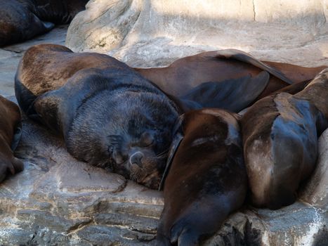 Image of sealions resting