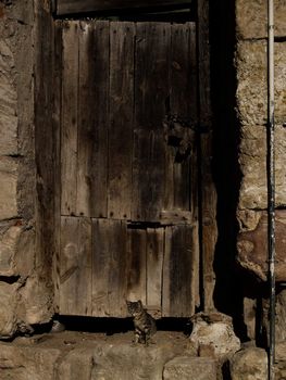 Cat in front of an old door.