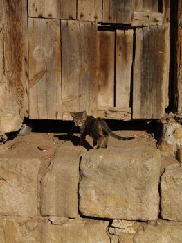 Cat in front of an old door.