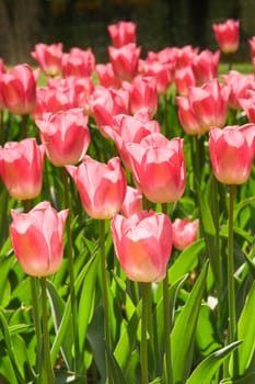 Group of blooming reddish-pink tulips in spring