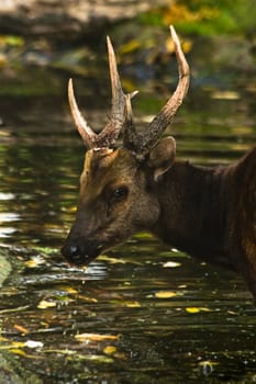 Philppine spotted deer eating fallen leaves out of the water in autumn