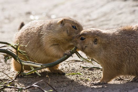 Two prairie dogs eating together from a willow branch