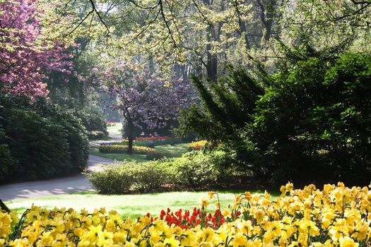 Blooming park in spring on early morning