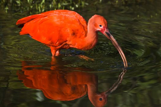 Scarlet ibis with reflection in the water searching for food