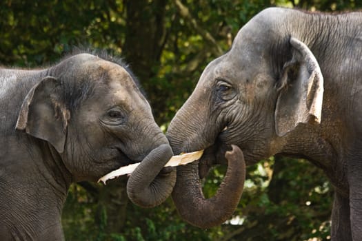 Two asian elephants making fun with eating part of tree-bark together
