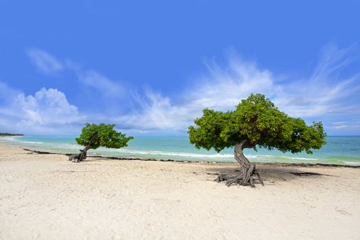 Divi tree on Eagle beach, Aruba , Caribbean