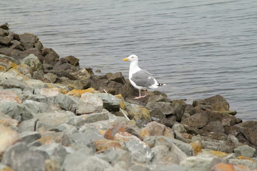 A seagull standing on the rocks near the water
