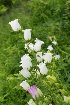 White bellflower in the garden with large flowers