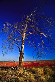 Wilting Tree in the middle of a feild