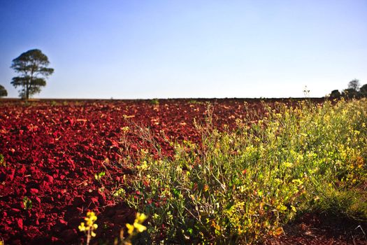 Plant growth in a field