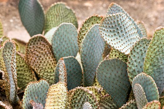 Big cactus growing in dry and sandy ground