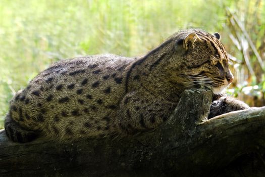 Fishing cat - Prionailurus viverrinus - asian wild cat catching most of its food from or in the water, being a good swimmer