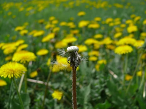 Bald dandelion