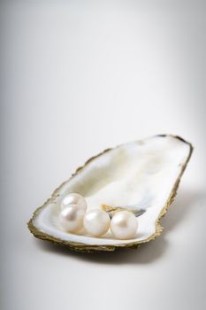 open oyster shell with four white pearl