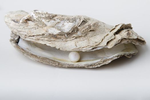 one white pearl held on by an oyster shell
