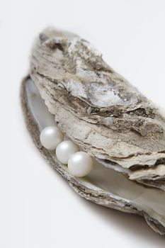 three pearl on the rim of a malpeque oyster shell