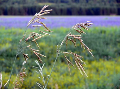 two ears in a field background