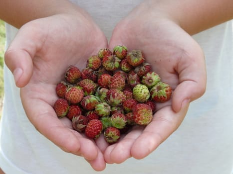 red-ripe strawberry in women hands