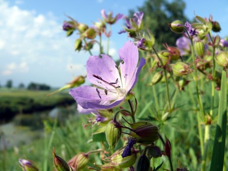 Meadow Geranium