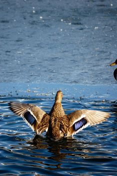 Duck swimming at frozen lake in austria
