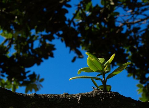 new growth, bright green leaves of branch of tree, framed by silhouetted leaves in background and blue sky