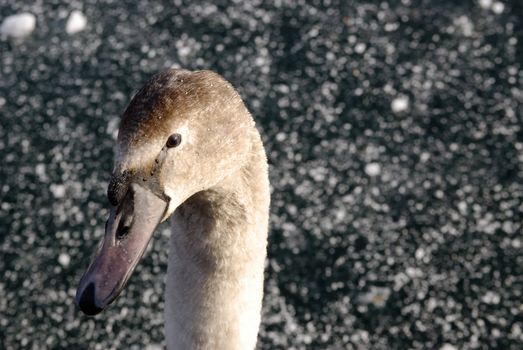 Detail of beautiful swan on frozen lake in austria