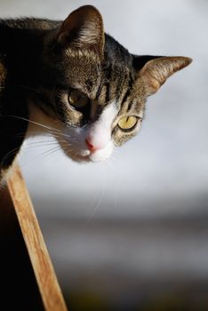 Cute cat looking over balcony