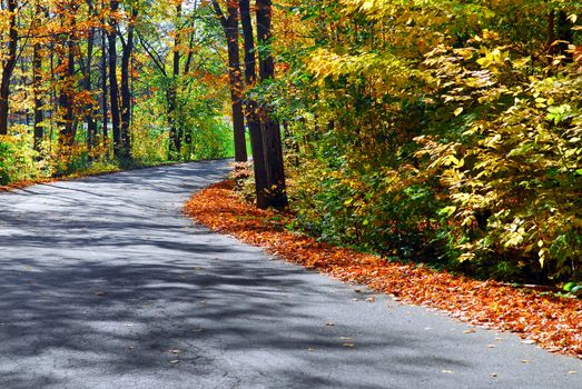 Curving road in a colorful fall forest