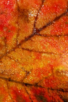 Natural macro background of fall maple leaf with water droplets