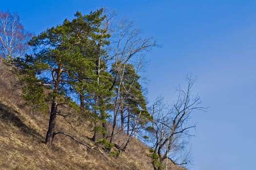 Green a pine in the spring on a background of the blue sky