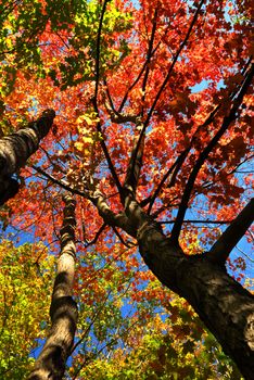 Colorful fall forest on a warm autumn day