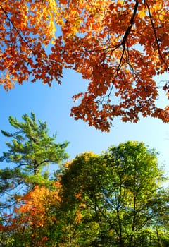 Autumn trees with blue sky on a sunny fall day
