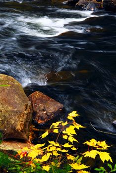 Forest river in the fall. Algonquin provincial park, Canada.