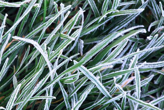Background of frosty grass blades on a cold fall morning