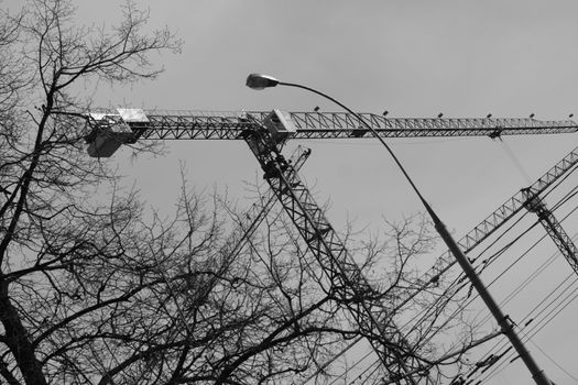 crane, building, lantern, branch, wires, a city, spring, day, the sky, technics