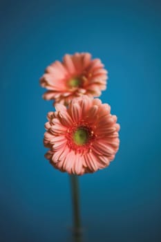 blue, delicate, fiery, fire, flora, flower, flowers, gerber, gerbera, glow, orange, petals, pollen, pollination, red, stemen, pink, two, blue
