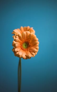 blue, delicate, fiery, fire, flora, flower, flowers, gerber, gerbera, glow, orange, petals, pollen, pollination, red, stemen, pink, two, blue
