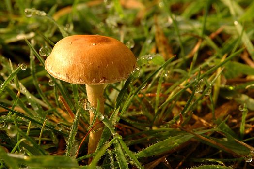 a close-up view of mushroom growing in a field after the rain