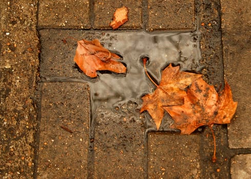 leaves on the side walk at autumn